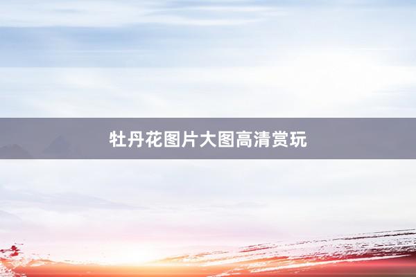 牡丹花图片大图高清赏玩