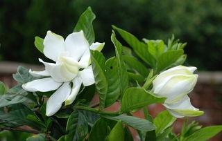 深渊栀子,探寻深海中的神秘之花