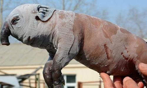 终极巨兽：世界上最大的动物,揭秘世界上最大的动物——终极巨兽的传奇故事