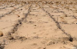 野鸡飞过,探寻自然之美